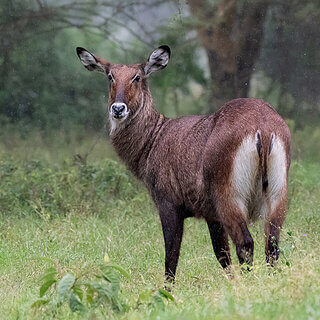 Soysambu - Female waterbok